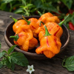 Zebrange chili